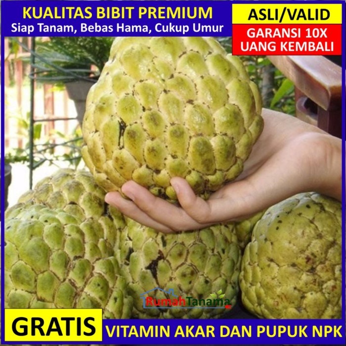 BIBIT SRIKAYA JUMBO ASLI BERGARANSI, POHON BUAH CANGKOK VALID