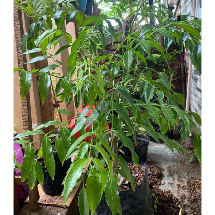 TANAMAN BUAH KEDONDONG MINI SUDAH BERBUAH