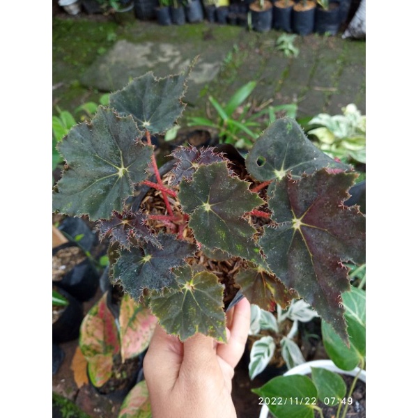 Begonia Black Velvet