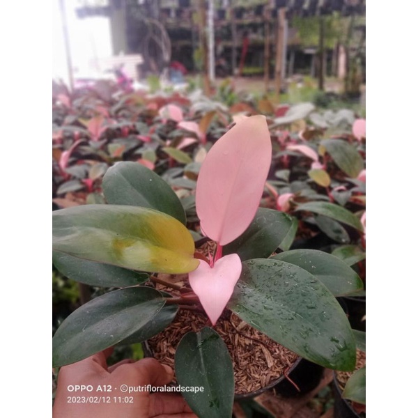 philodendron pink congo - philodendron - tanaman