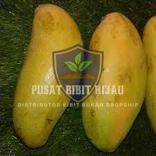 Bibit Mangga Golek India Pohon Cepat Panen