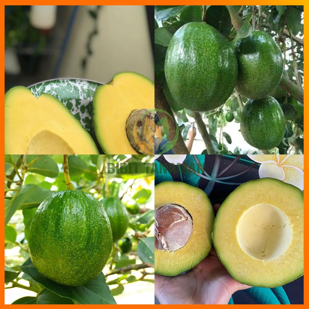 Bibit Alpukat Markus Tinggi 1 Meter Up Batang Besar / Alpukat Jumbo