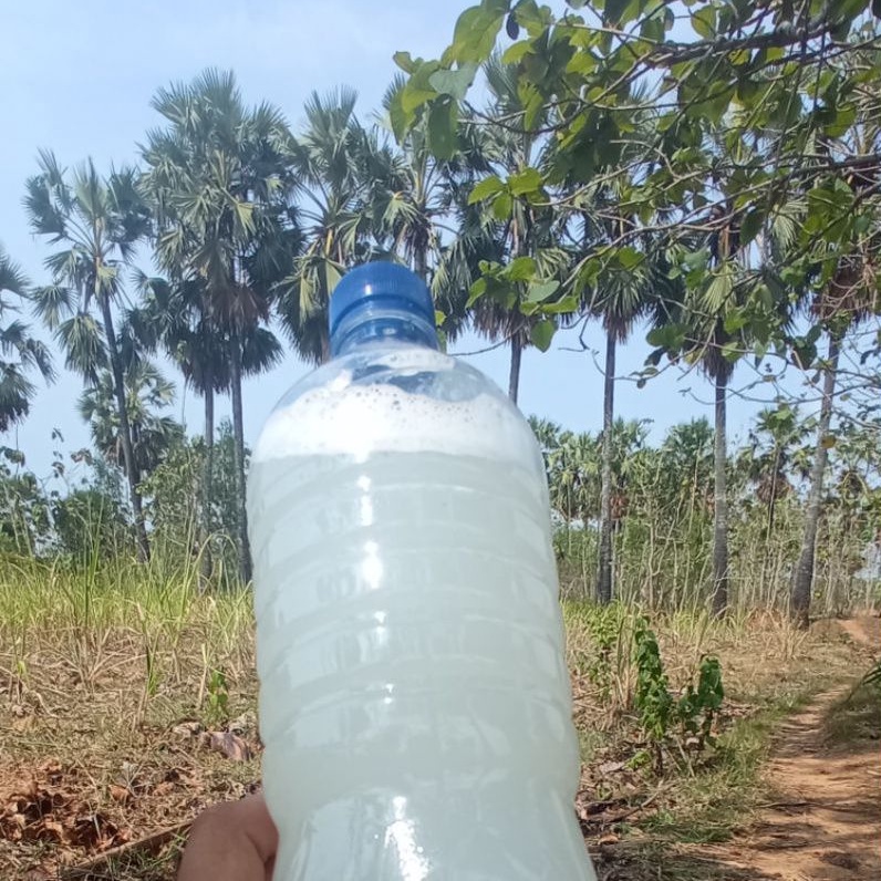 

Legen Sulang Rembang | Legen Asli dari Pohon | Minuman Khas Rembang