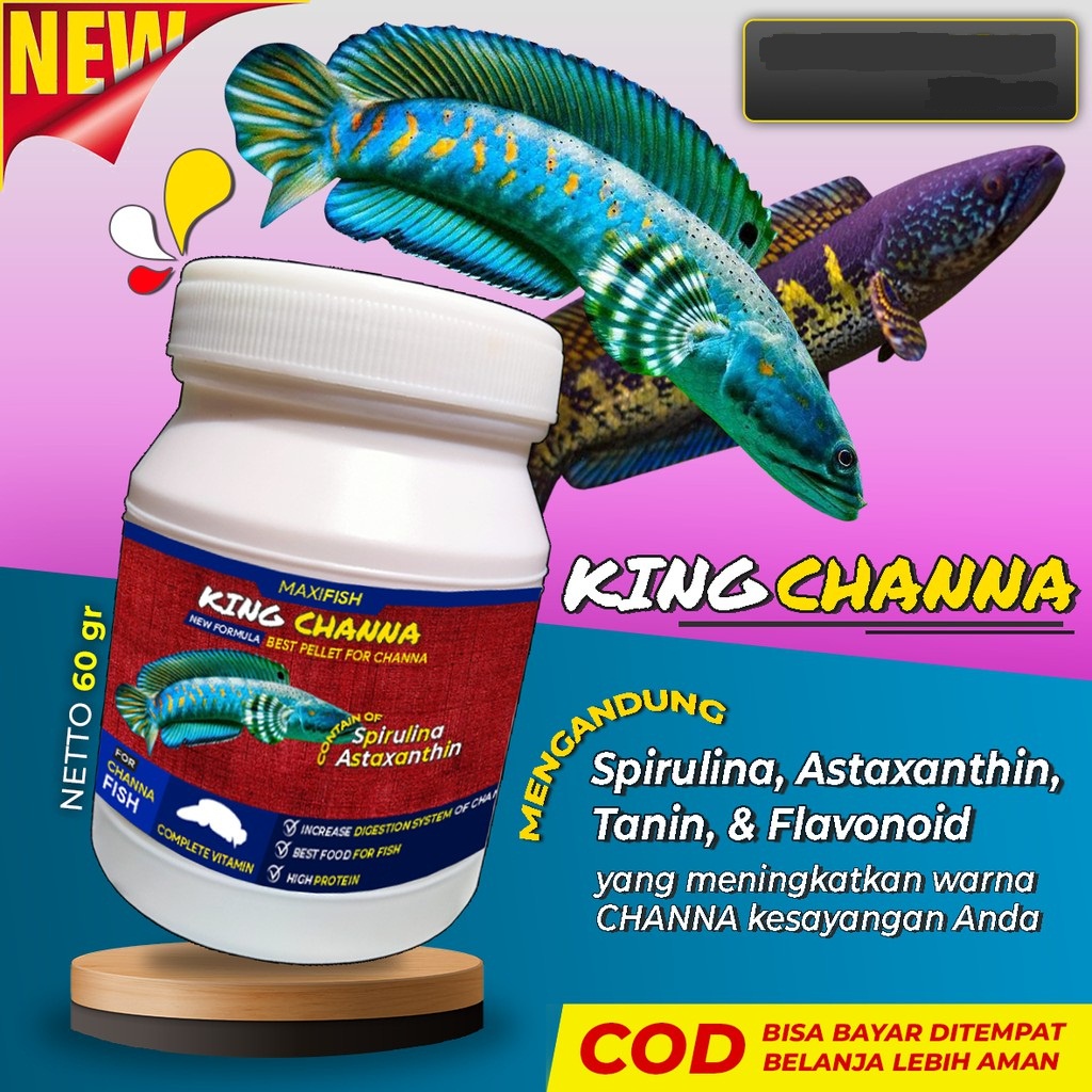 Flash.acc Pelet Pakan Channa KINGCHANNA Ikan Channa Maru Auranti Blue Pulchra