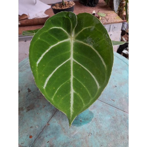 ANTHURIUM DORAYAKI