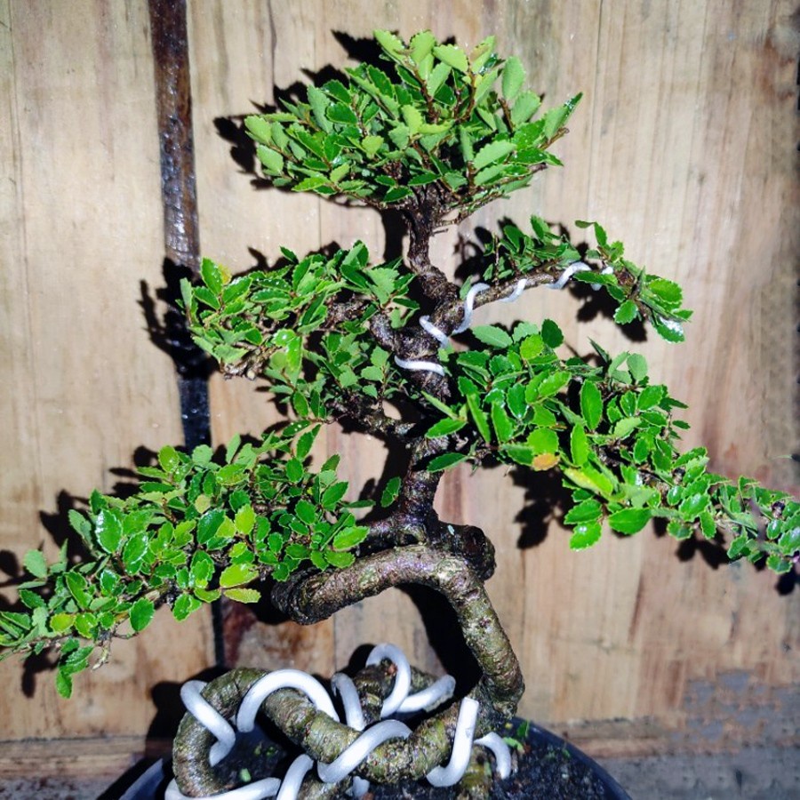 Bonsai Bonsae Ulmus Mikro Micro Elm Cina 001