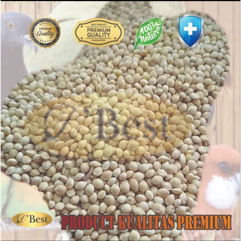 MILET PUTIH IMPORT PAKAN MAKAN BURUNG LOVEBIRD KENARI PERKUTUR PARKIT MILET PUTIH BEST