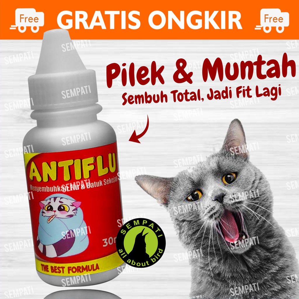 Obat Kucing Anti Flu Batuk Pilek Antibiotik Kucing Kitten Anabul Atasi Bersin Sariawan Infeksi Salur