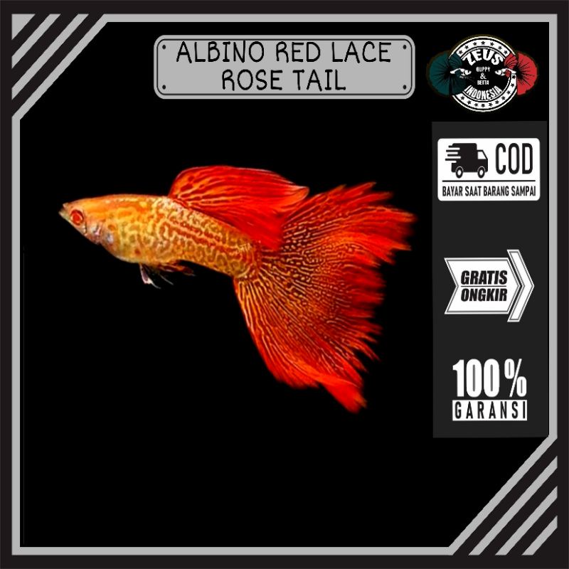 Albino Red Lace Rose Tail pasangan hiasan akuarium