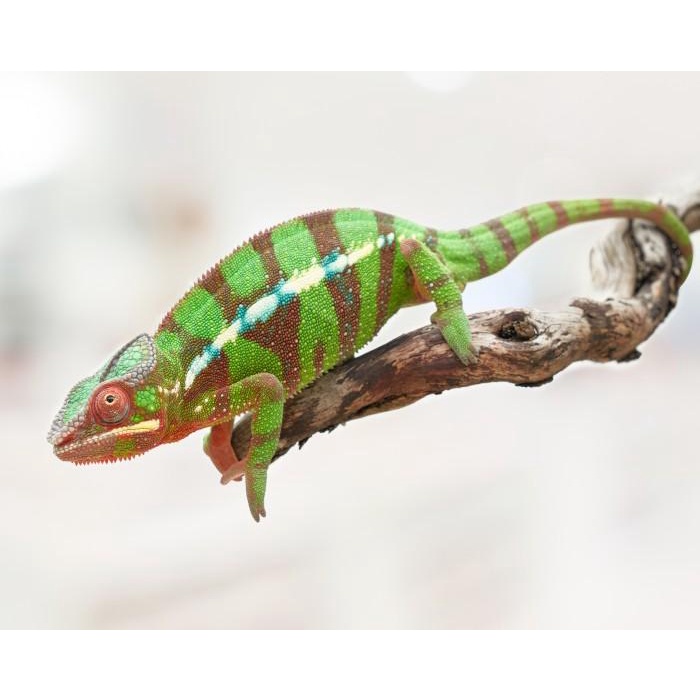 Panther Chameleon Ambilobe - Male - 6 Bulan - Yellow Body Red Bar