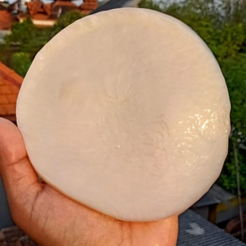 

⭐️ADIMASDASELLER⭐️ ❗❗❗ SCOBY KOMBUCHA / BIBIT KOMBUCHA (KUALITAS PREMIUM)