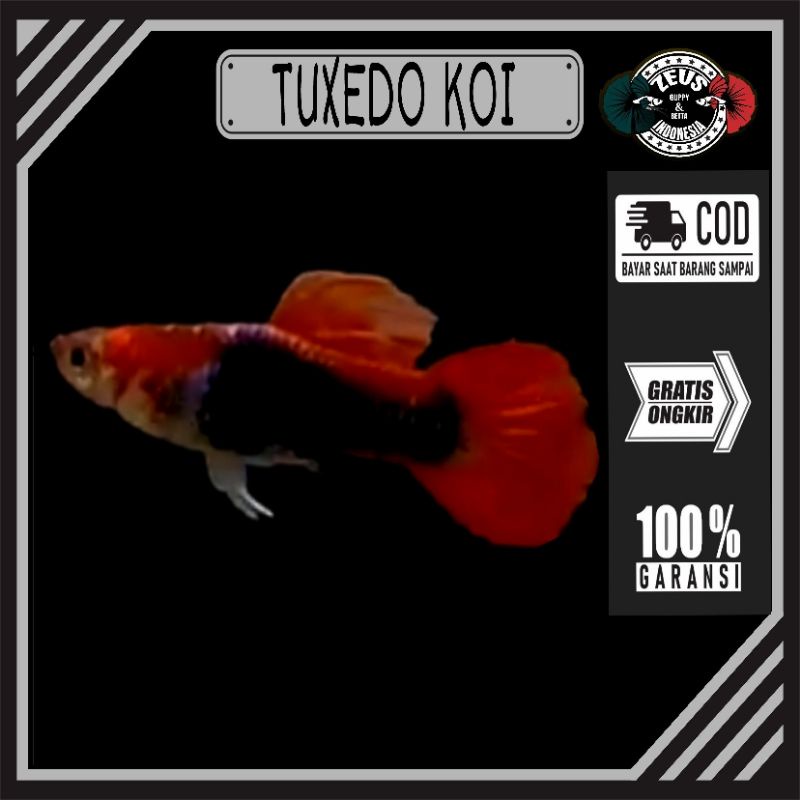 Guppy Tuxedo Koi pasangan hiasan akuarium