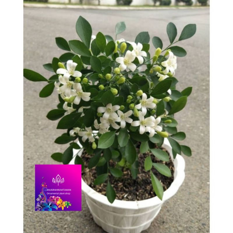 Tanaman hias bunga kemuning micro super wangi