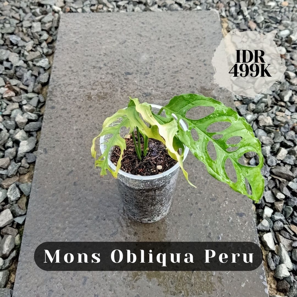 Monstera Obliqua Peru