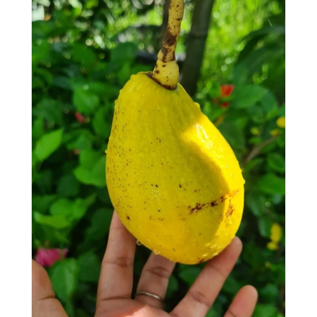 Bibit Alpukat Yellow Vietnam Original