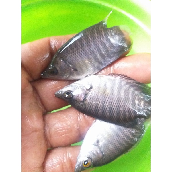 gurame soang kuku jempol 100ekor