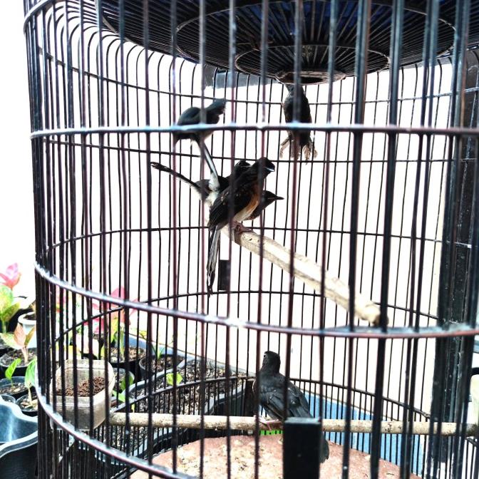 Burung Murai Batu Medan Jantan | Perlengkapan Kandang