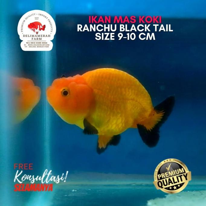 IKAN MAS KOKI RANCHU LION BLACK TAIL PREMIUM FANCY SIZE 8-9 CM GARANSI