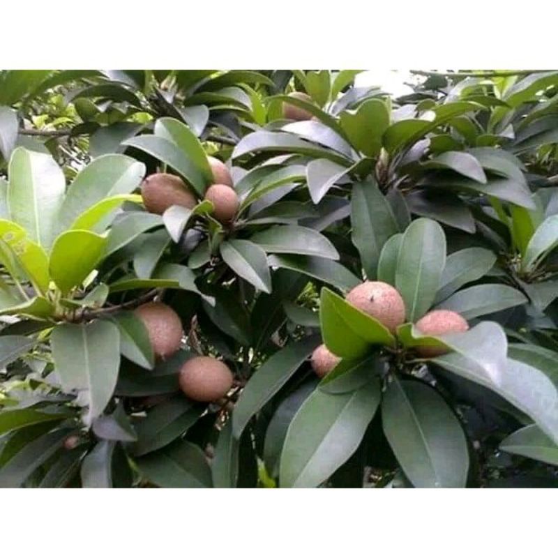 

Sawo muda pentil segar