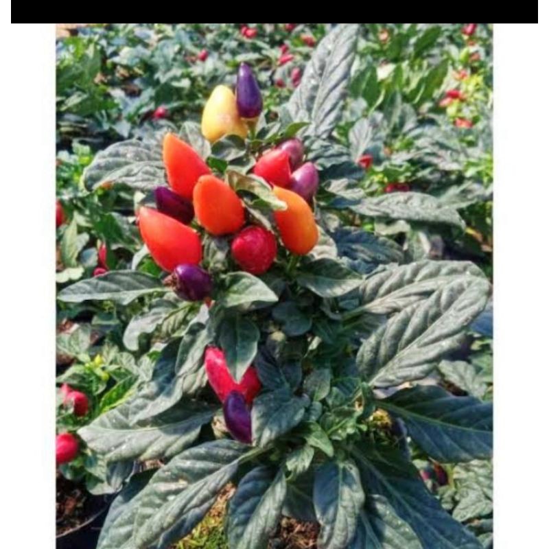 Tanaman cabe hias pelangi rainbow sudah berbuah