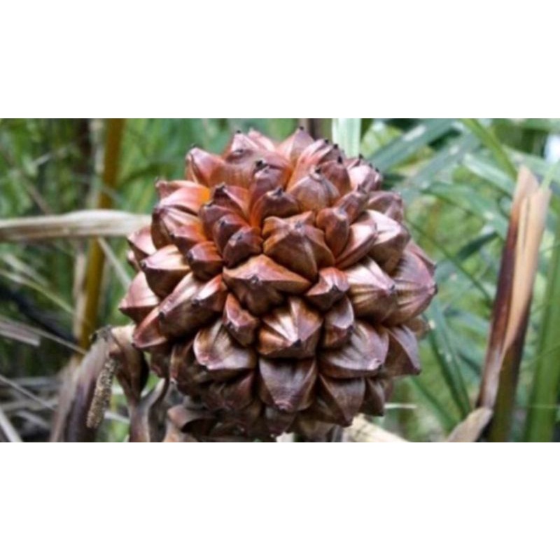 

BUAH NIPAH OBAT HERBAL FRESH MURAH TERLARIS