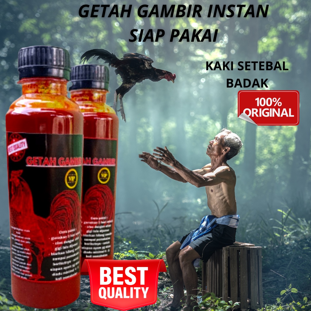 getah gambir ayam aduan jamu ayam bangkok gambir kaki ayam aduan