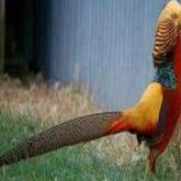 

Instan telur ayam hias gold peasehant