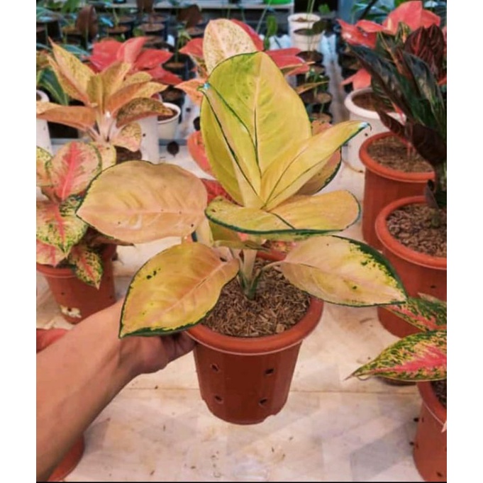 BIBIT TANAMAN HIAS AGRONEMA