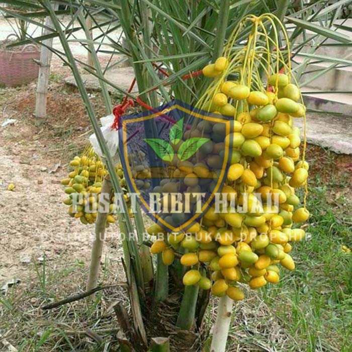 Bibit Kurma Tropis Pohon Cepat Panen Subur