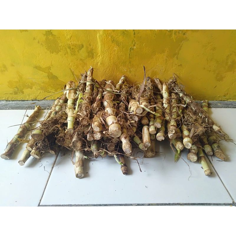 Bibit Rumput Odot