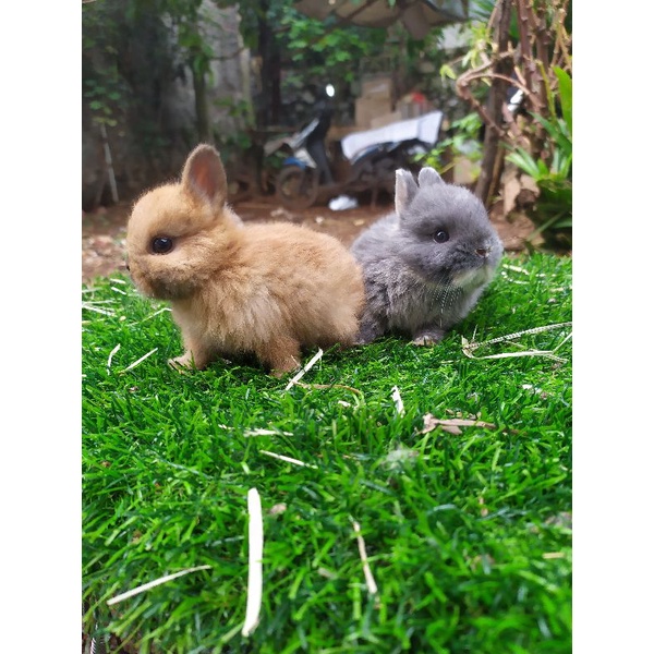 Kelinci Hias Kecil