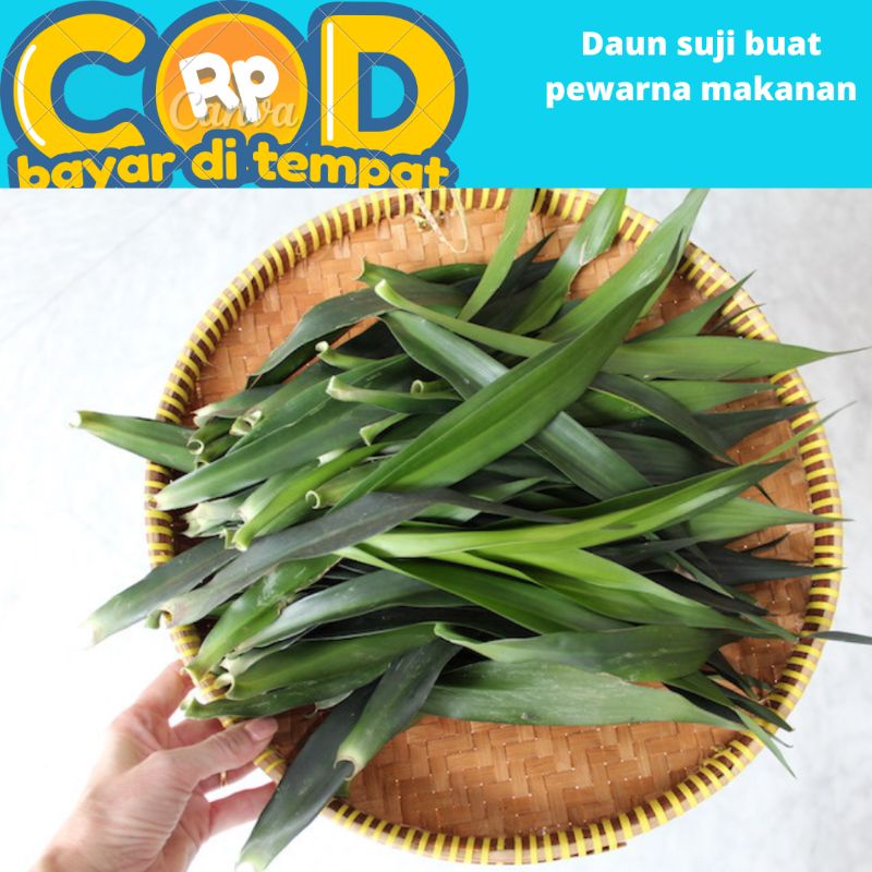 

Daun Suji dipetik saat di pesan 25 lembar