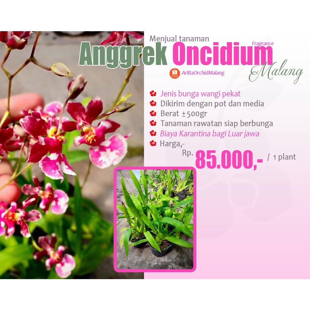 Oncidium Fragrance bunga harum pekat dewasa/spike /bunga