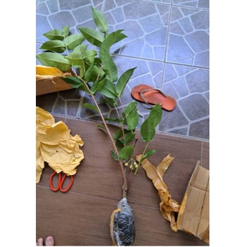 Tanaman Bibit Buah Jambu Air Hijau Sudah Berbuah