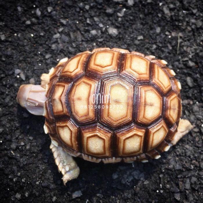 Sulcata 6-7cm Berkualitas Onim