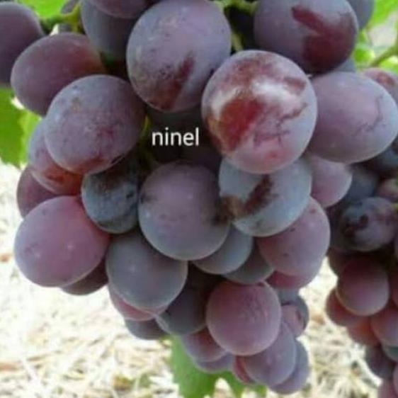 ✬ BIBIT ANGGUR IMPORT NINEL ( BIBIT ANGGUR NINEL ) ✫