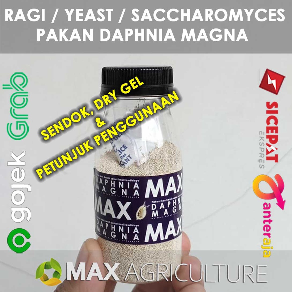 

Ragi Yeast Jamur Saccharomyces Sakaromises pakan instant daphnia magna