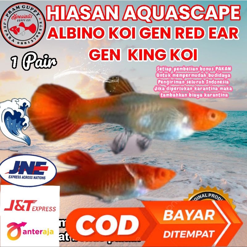 hiasan aquascape albino koi gen king koi red ear 1 pair