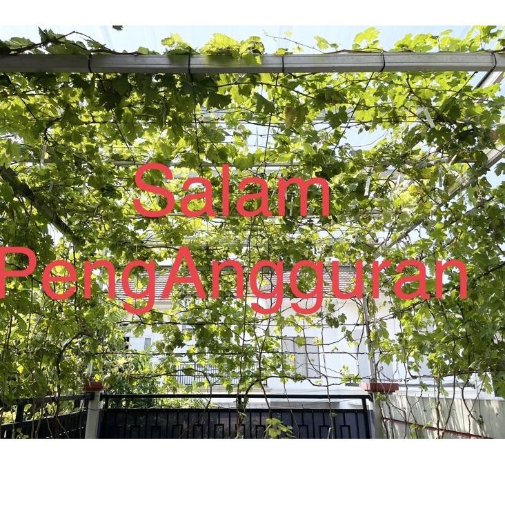 ☂ Entres anggur import per paket ✽