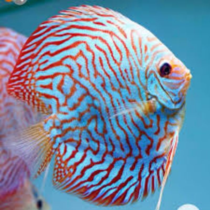 packing Styrofoam ikan discus blue Tiger mozaik