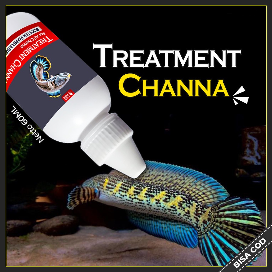 Treatment Ikan Channa Auranti Andrao Stewarti Limbata Maru Barca Gabus