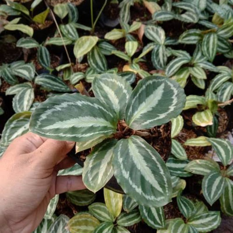 DIARY PETANI - Tanaman Hias Calathea Black Silver