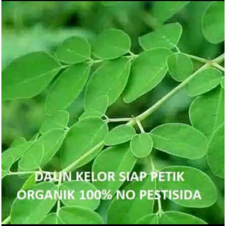 daun kelor segar 300gram obat herbal alami