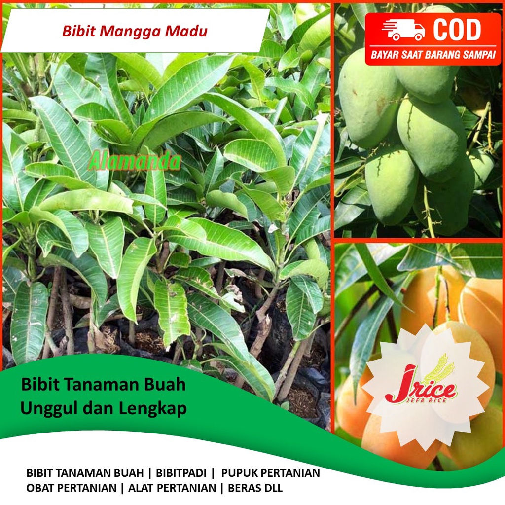 BIBIT MANGGA MADU OKULASI SUPER