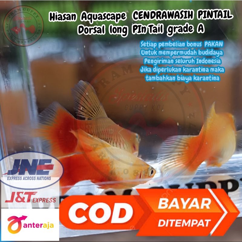 hiasan aquascape cendrawasih pintail 1 pair ekor lancip langka