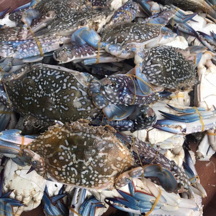 Scanner Rajungan Besar Segar