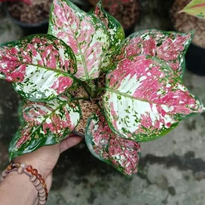 ֍ Bibit bonggol aglonema tricolor Aglonema Murah ℮
