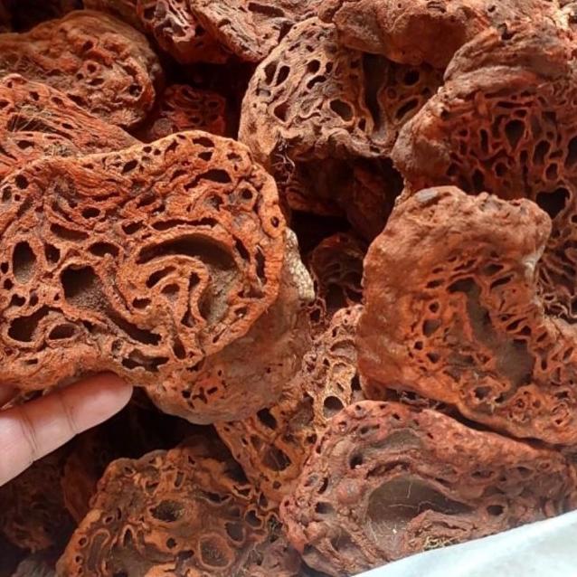 

♣ Sarang Semut Papua Asli 500gr ✧