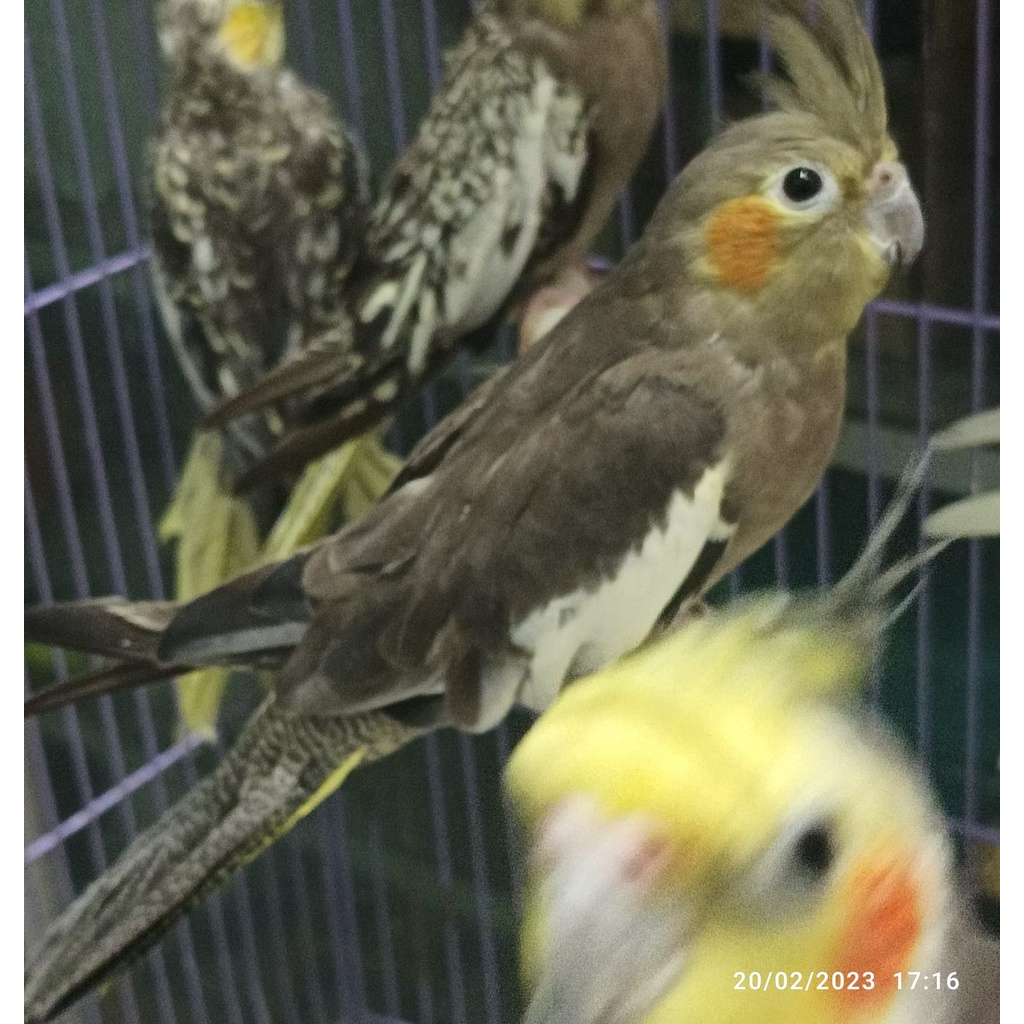 BURUNG PARKIT AUSTRALI FALK JANTAN TOMPEL