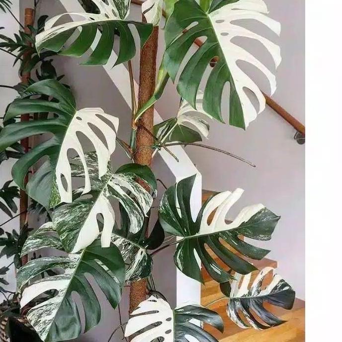 ★ bonggol monstera king varigata ➪
